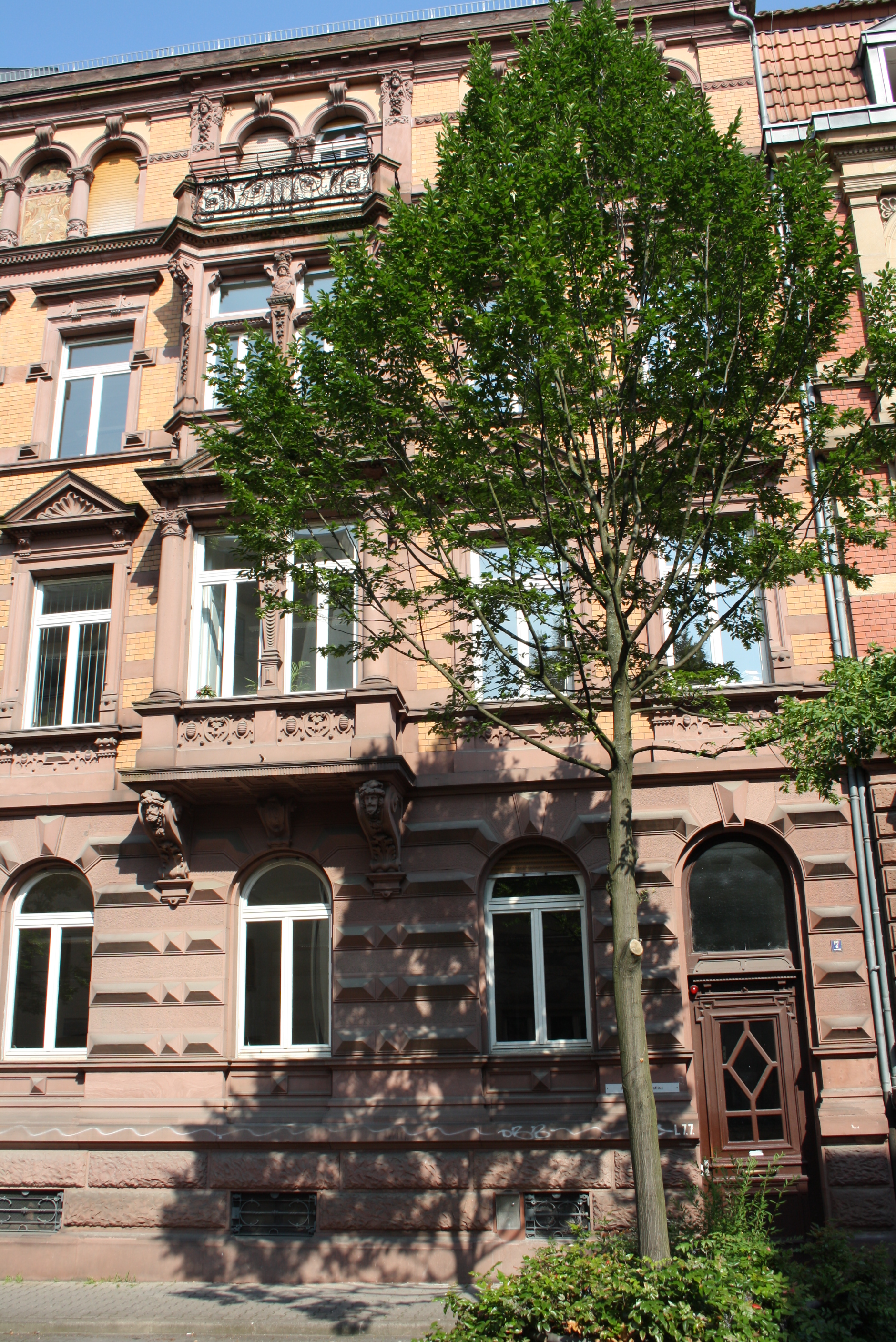 Dreistöckiges Haus mit Baum davor