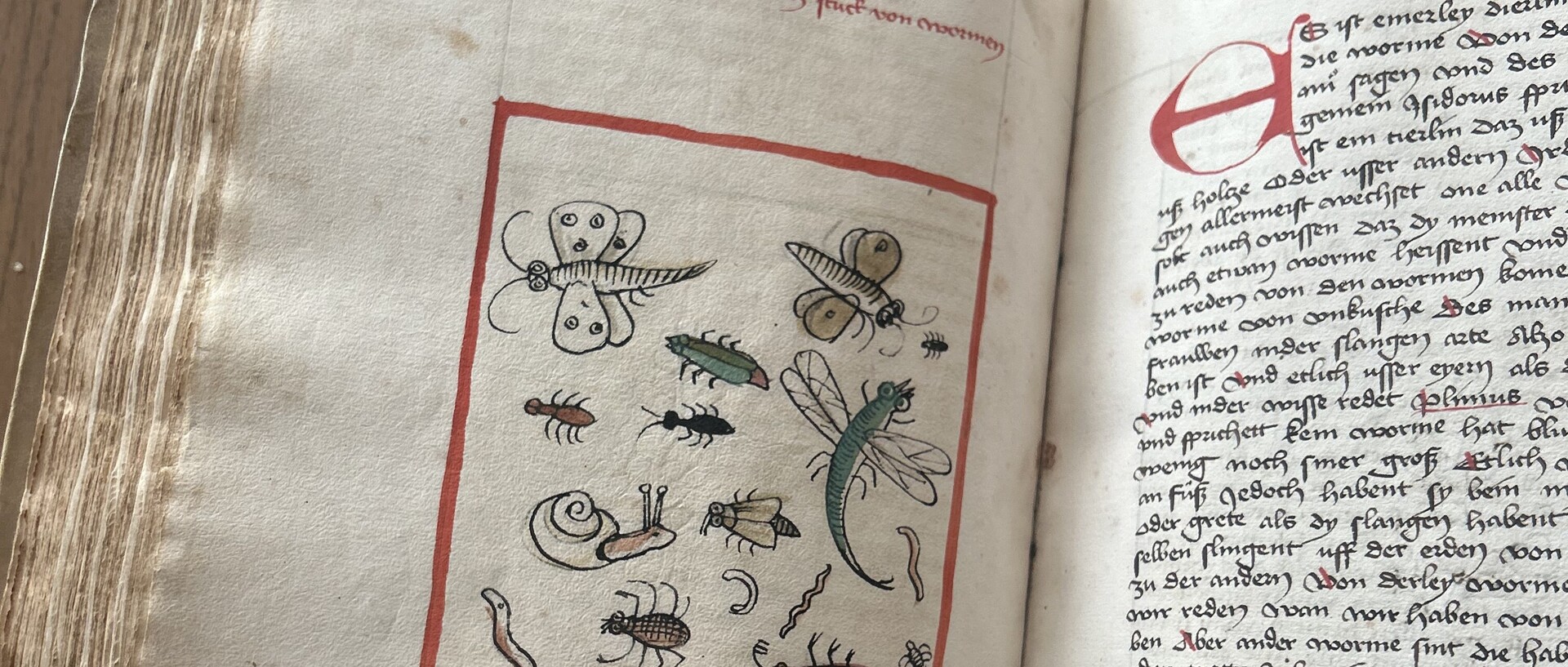 Seite einer spätmittelalterlichen Handschrift mit kolorierten Federzeichnungen von Insekten und Schnecken.