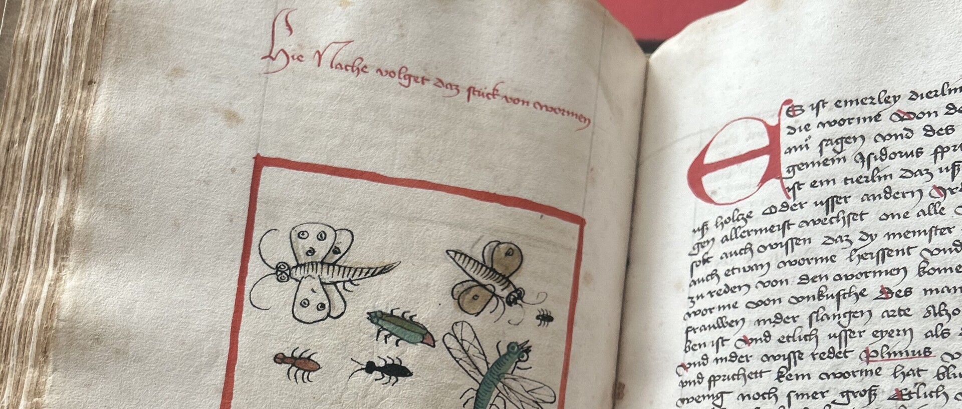 Seite einer spätmittelalterlichen Handschrift mit kolorierten Federzeichnungen von Insekten und Schnecken.