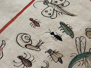 Bildausschnitt von einer Seite aus einer Handschrift mit kolorierten Federzeichnungen von Insekten und Schnecken.