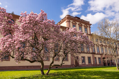 Der Westflügel mit dem blühenden Magnolienbaum. 