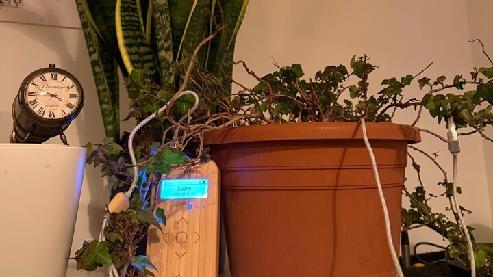 Eine Pflanze steht auf einem Tisch, um sie herum Kabel und ein Gerät zum Messen ihrer bioelektrischen Signale.